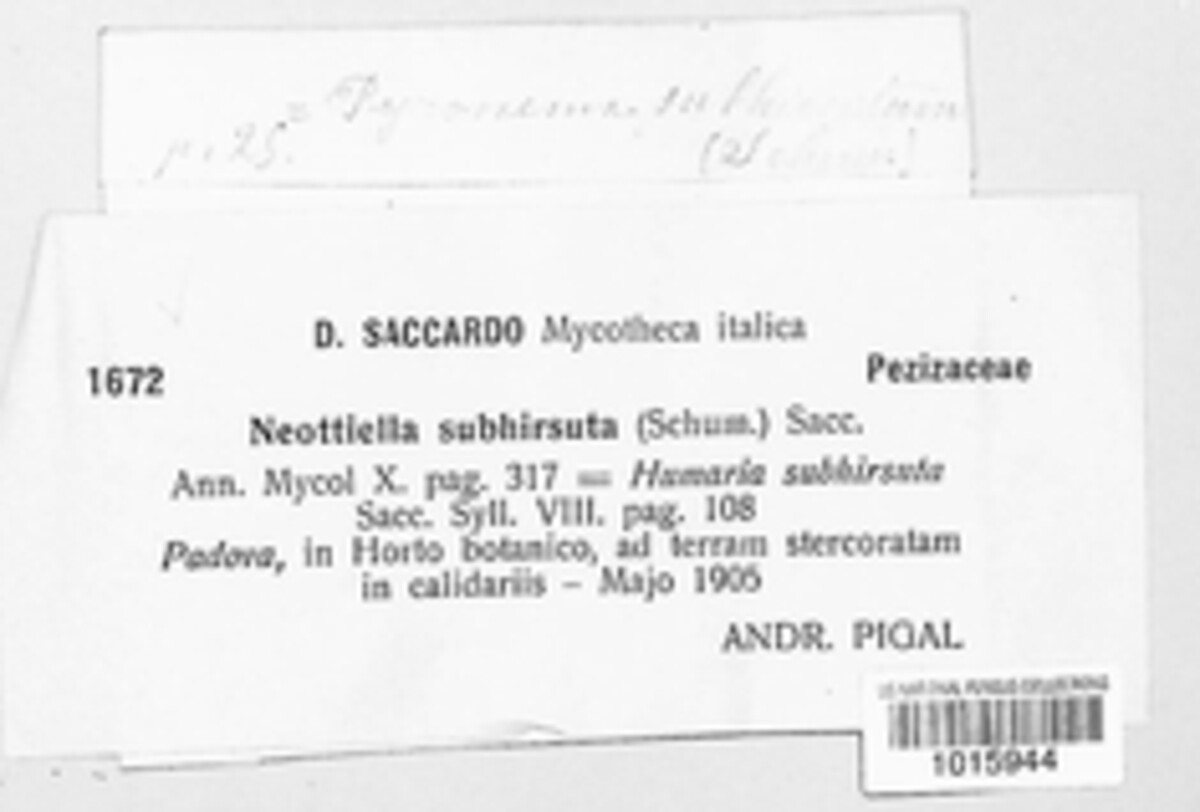 Cheilymenia subhirsuta image